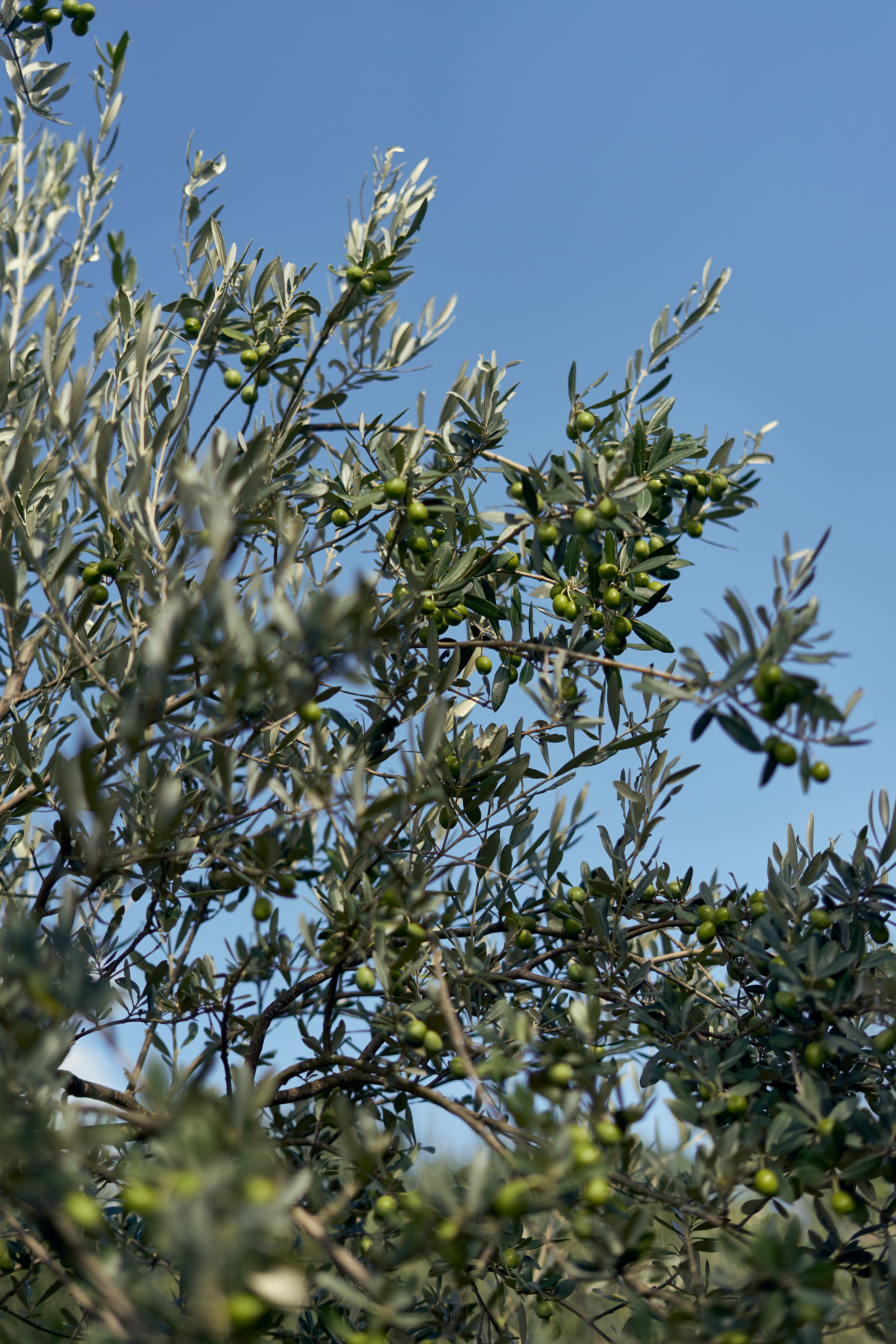 Italienischer Olivenhain im warmen Licht
